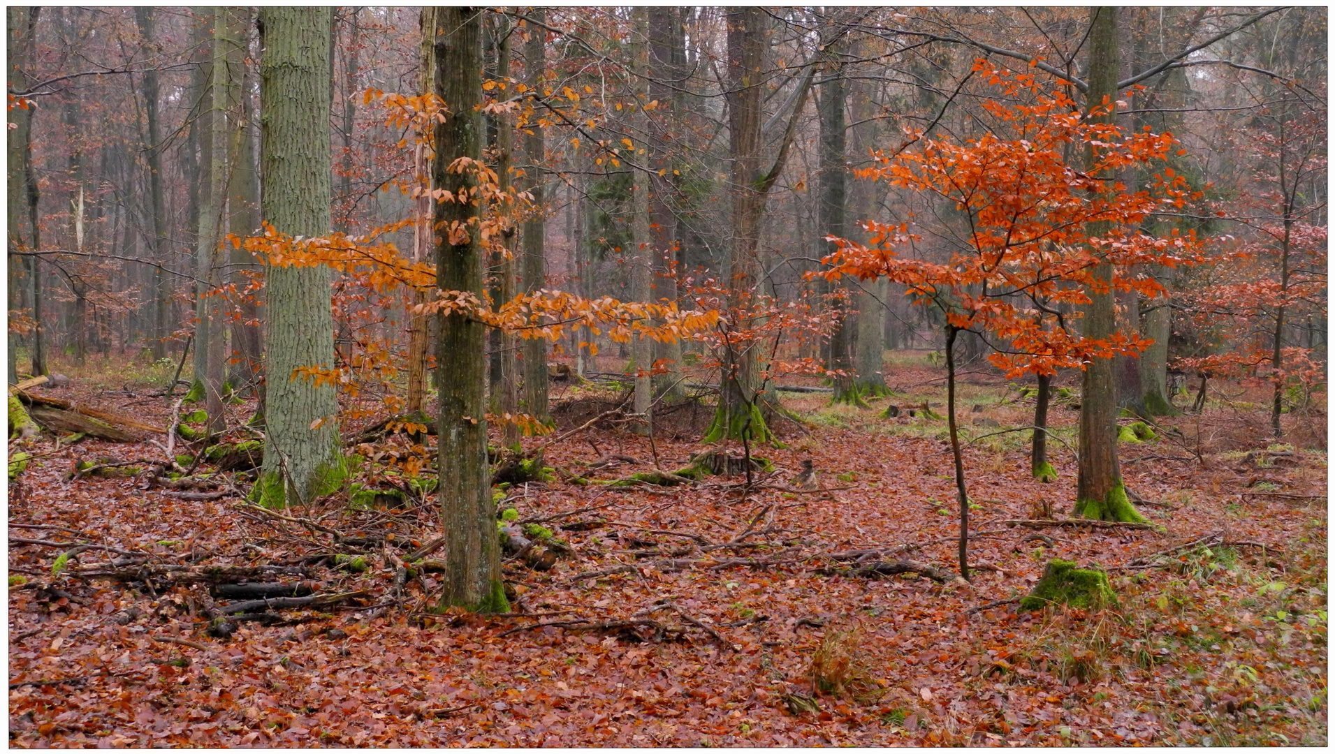 herbstlicher Wald (Bosque otoñal)