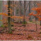 herbstlicher Wald (Bosque otoñal)