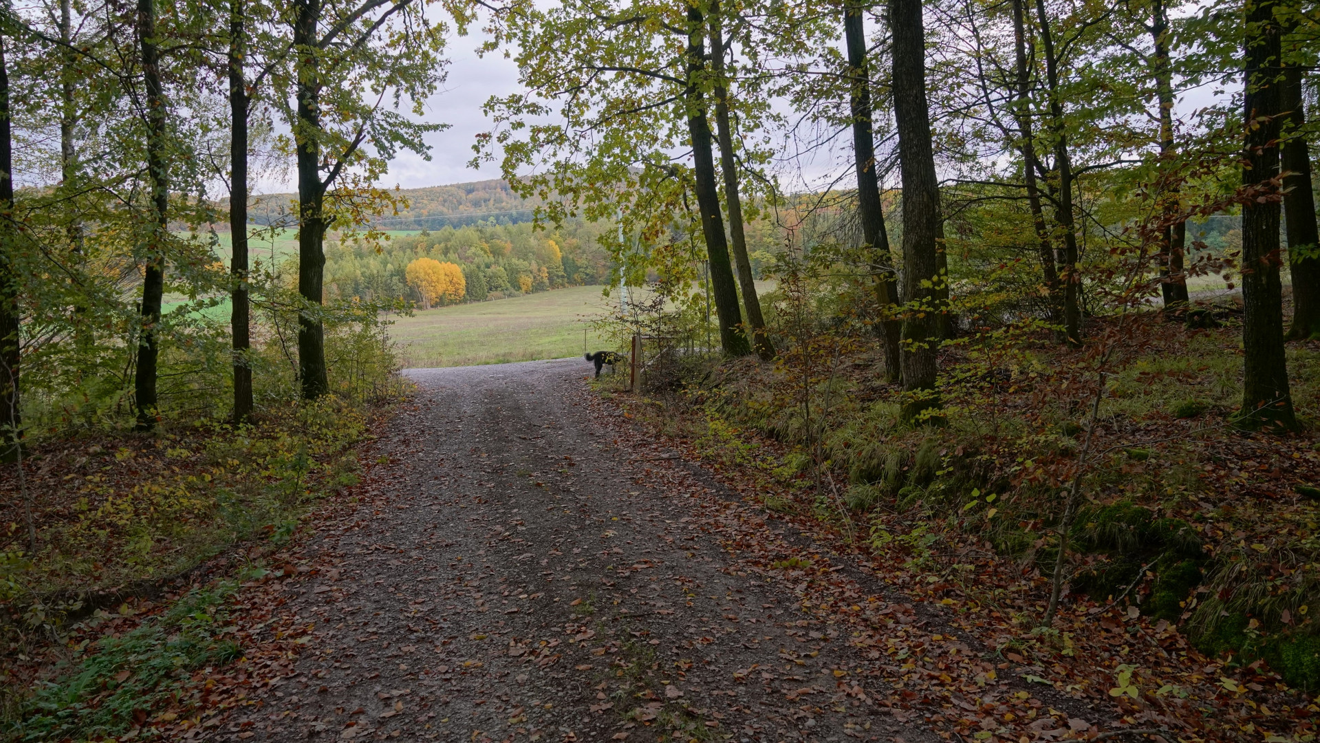 herbstlicher Wald (bosque otoñal)