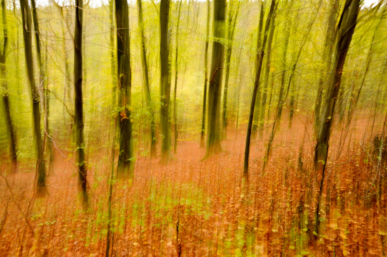 Herbstlicher Wald