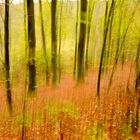 Herbstlicher Wald