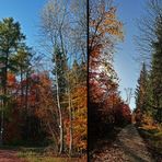 " Herbstlicher Wald "