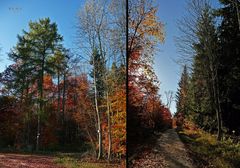 " Herbstlicher Wald "