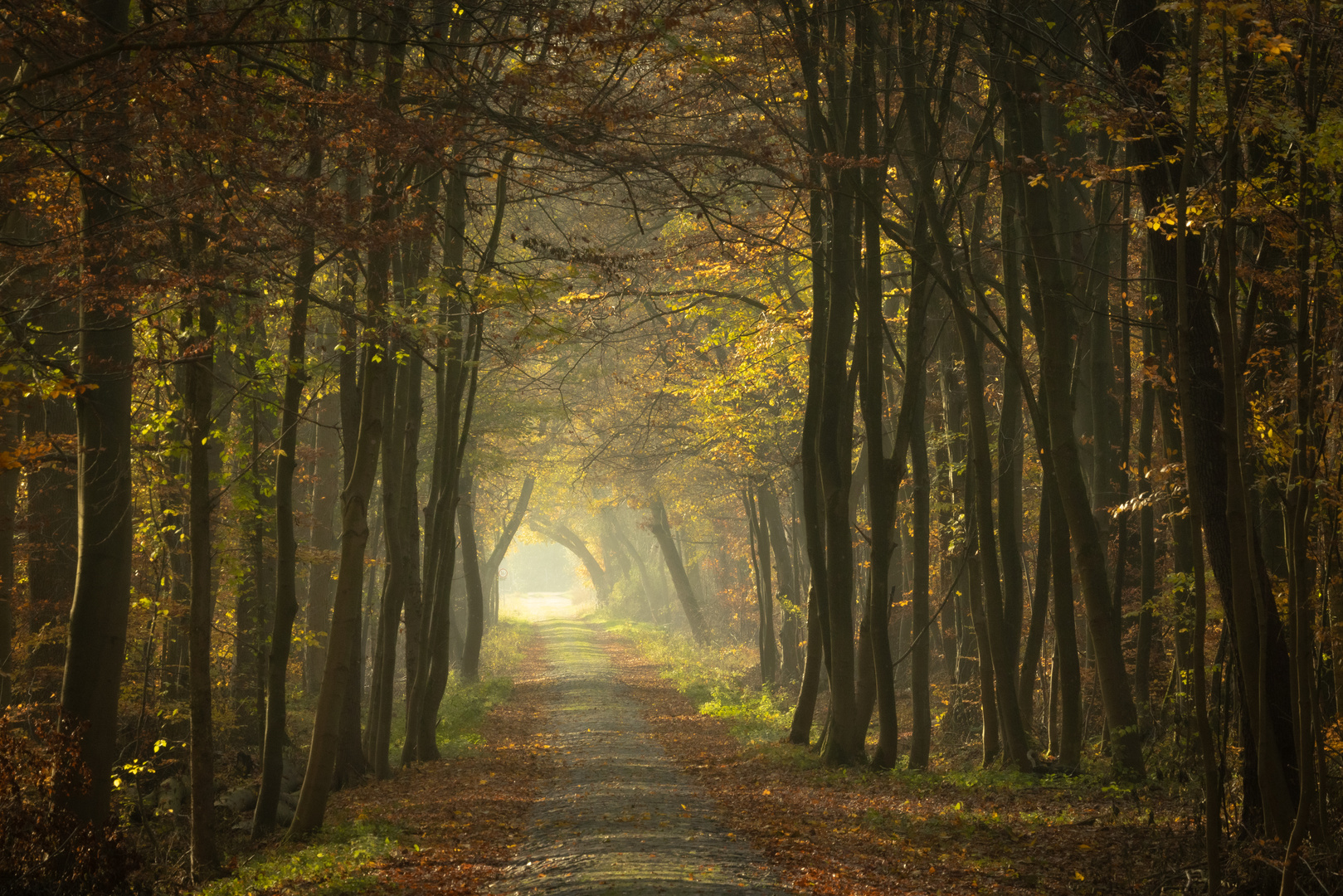 herbstlicher Wald