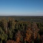 Herbstlicher Wald