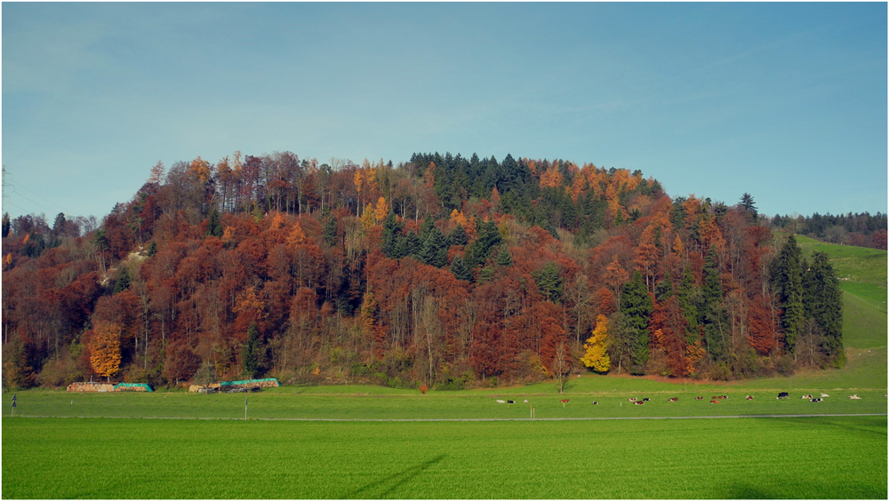 Herbstlicher Wald