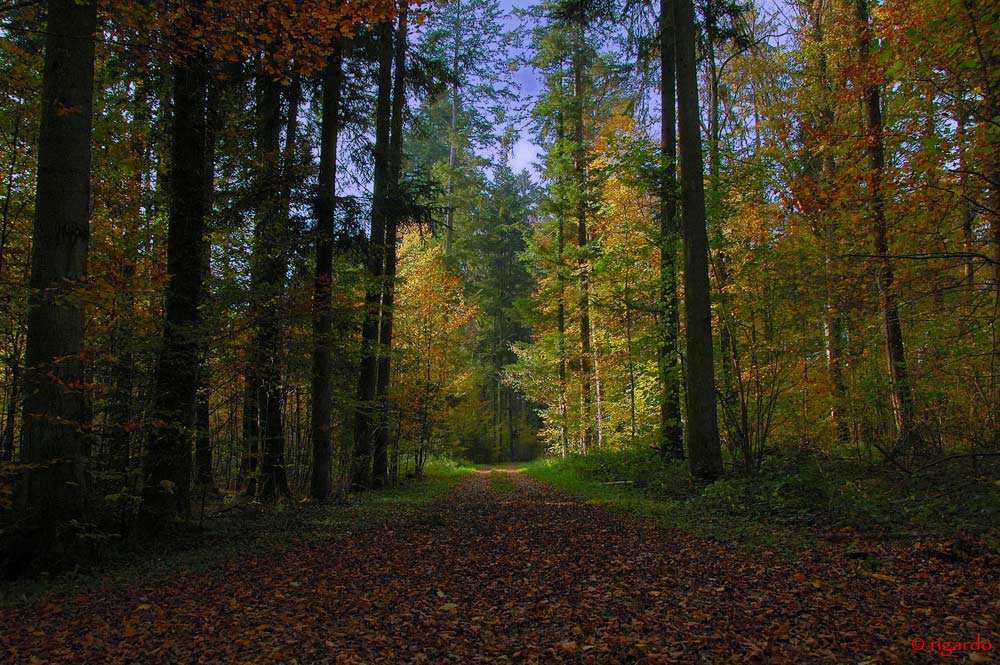 herbstlicher Wald