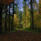 herbstlicher Wald