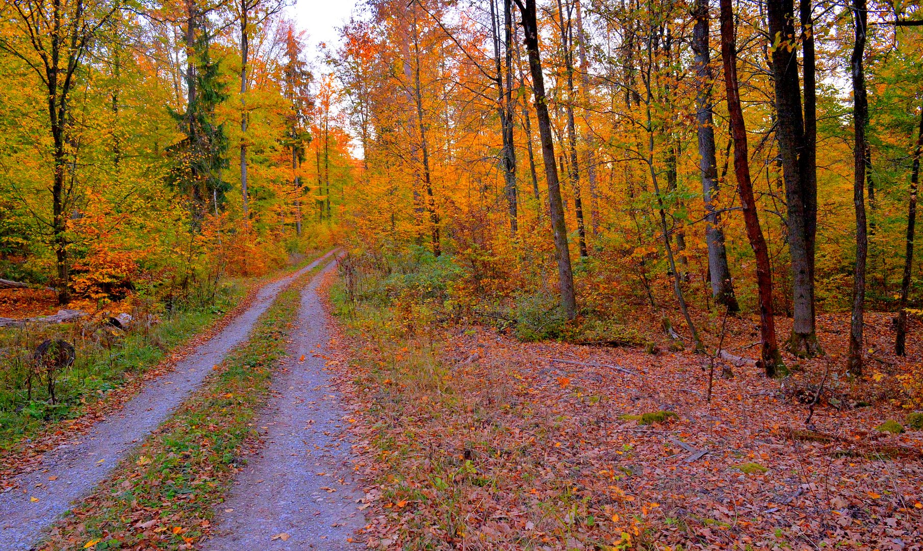 herbstlicher Wald (el bosque otoñal)