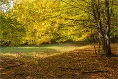 Herbstlicher Wald