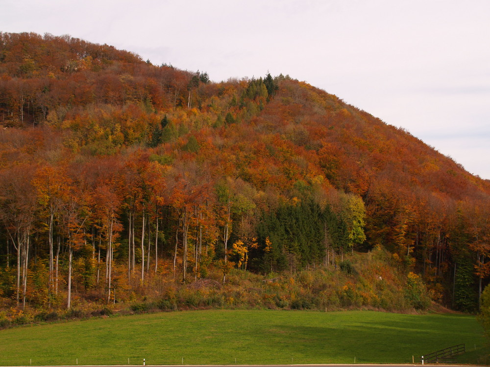 Herbstlicher Wald