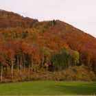 Herbstlicher Wald