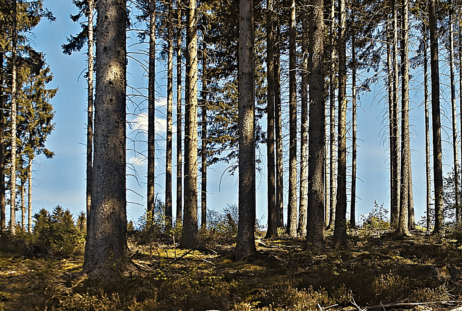 Herbstlicher Wald