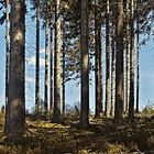 Herbstlicher Wald