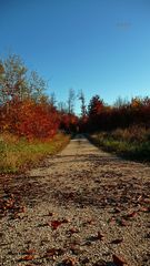 " Herbstlicher Wald "