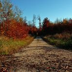 " Herbstlicher Wald "