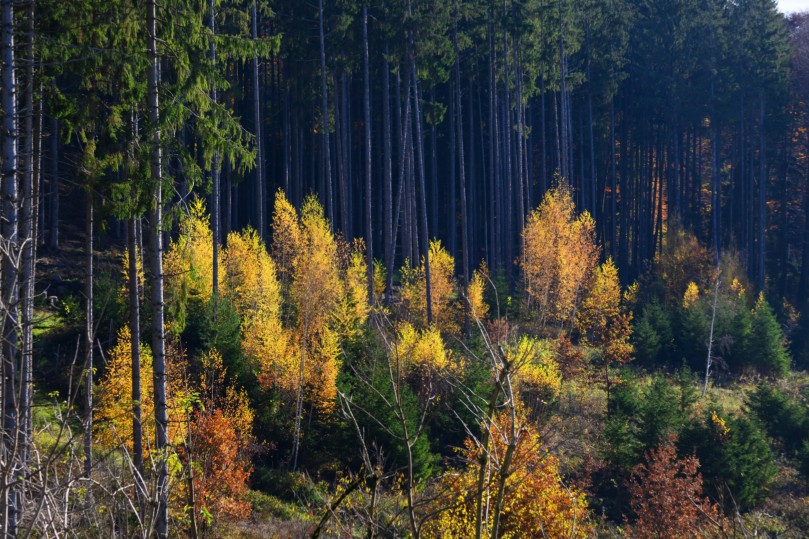 Herbstlicher Wald