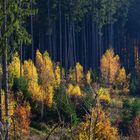 Herbstlicher Wald