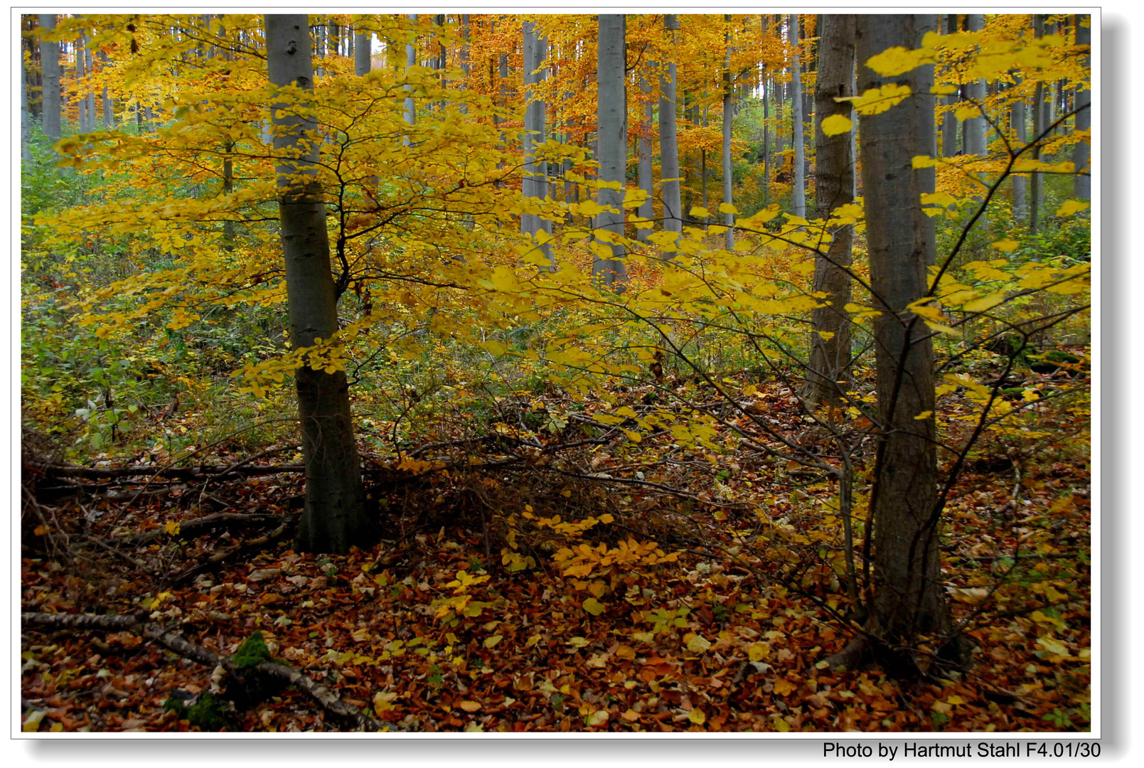 Herbstlicher Wald II (bosque otoñal II)