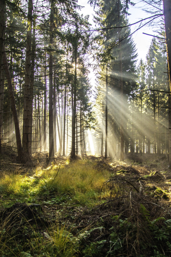 Herbstlicher Wald im Gegenlicht