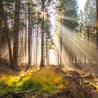 Herbstlicher Wald im Gegenlicht