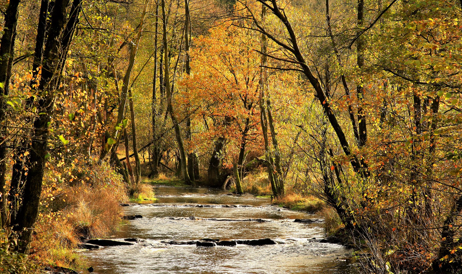 Herbstlicher Wald im Hevetal, Naturpark Arnsberger Wald