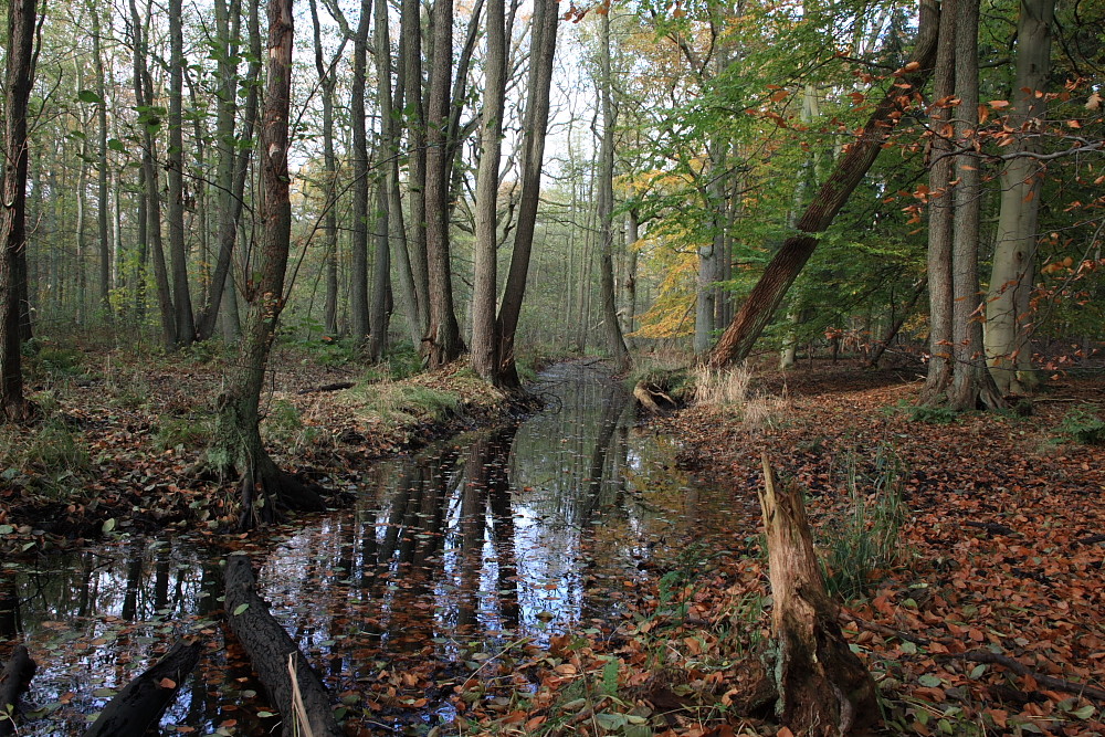 Herbstlicher Wald im Naturschutzgebiet Lanken