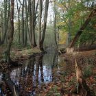 Herbstlicher Wald im Naturschutzgebiet Lanken