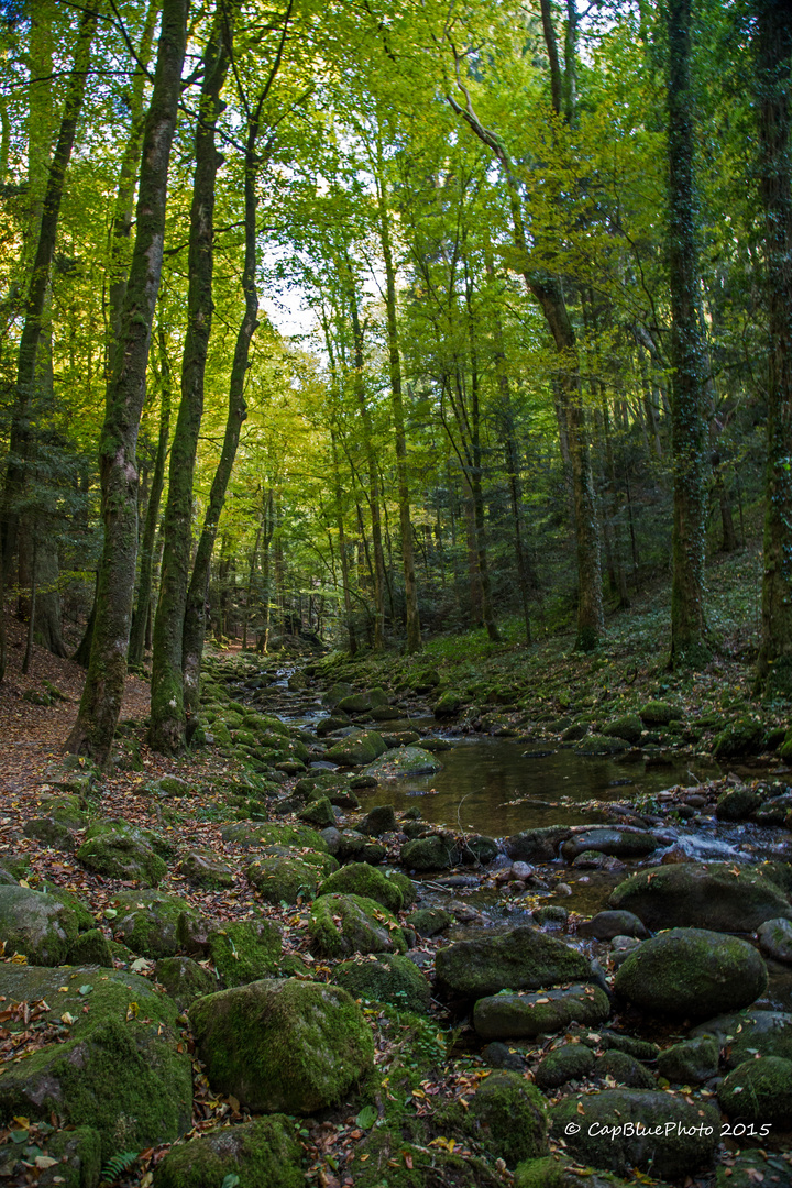 Herbstlicher Wald mit Bach