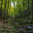 Herbstlicher Wald mit Bach