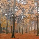 Herbstlicher Wald mit Hund