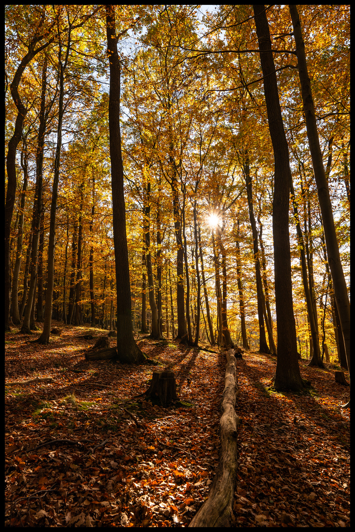 Herbstlicher Wald mit Licht und Schatten