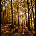 Herbstlicher Wald mit Licht und Schatten