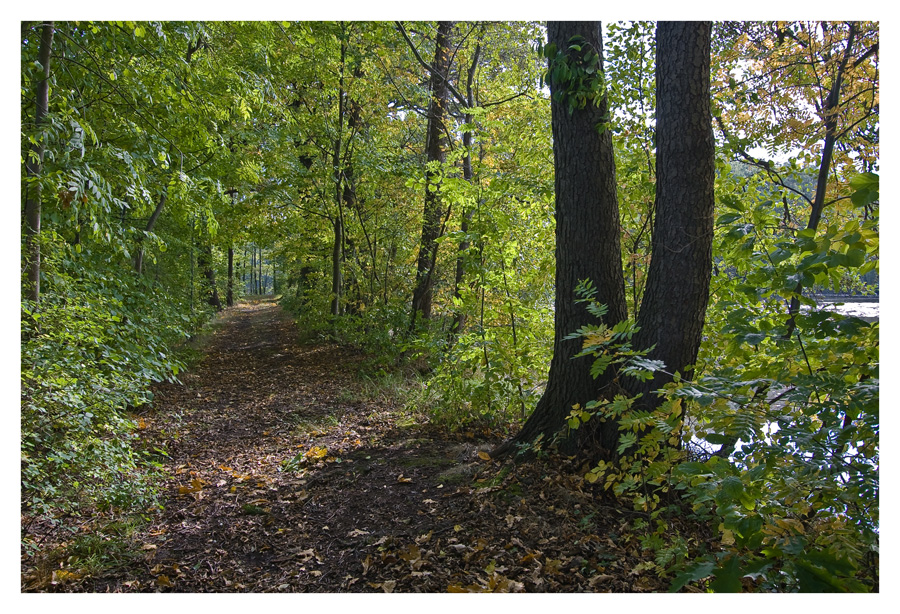 herbstlicher Wald No1