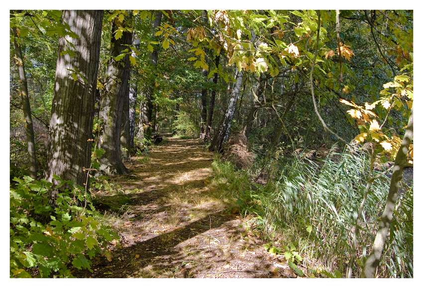 herbstlicher Wald No2