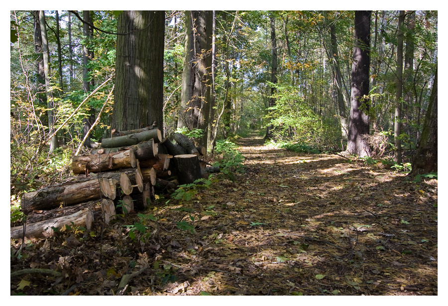 herbstlicher Wald No3