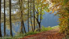 Herbstlicher Wald noch in den schönsten Farben ...
