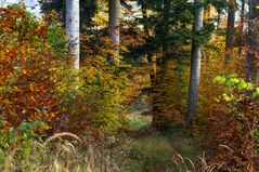Herbstlicher Wald noch in den schönsten Farben ...