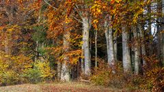 Herbstlicher Wald noch in den schönsten Farben ...