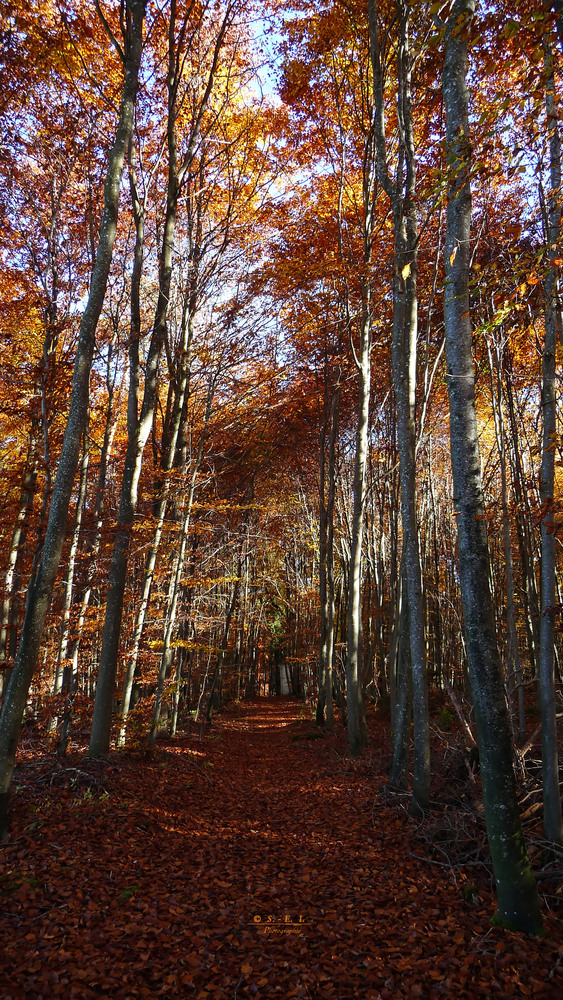 " Herbstlicher Wald *  Serien - Ende "