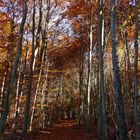 " Herbstlicher Wald *  Serien - Ende "