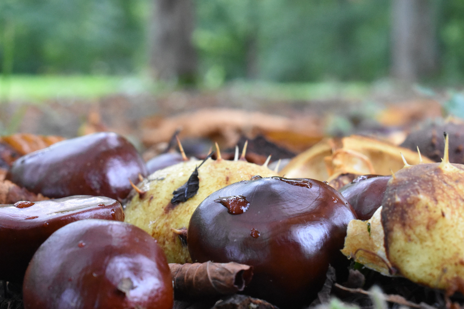 Herbstlicher Waldboden