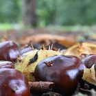 Herbstlicher Waldboden