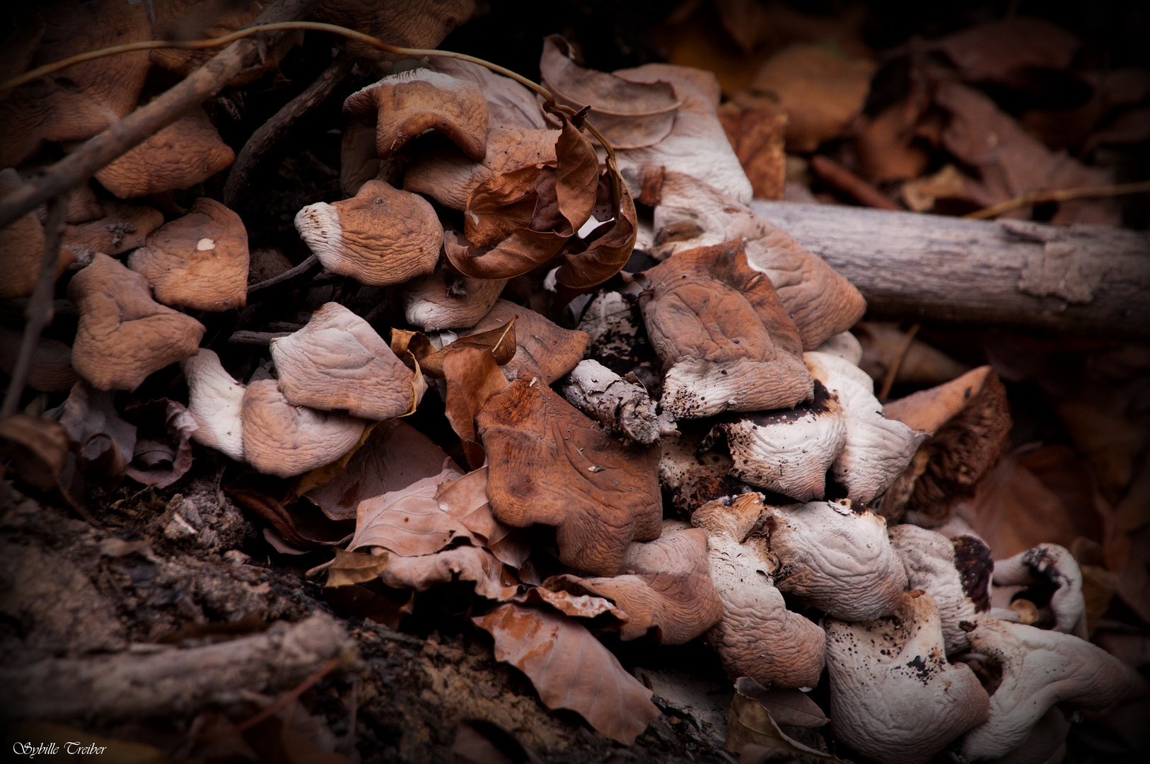 Herbstlicher Waldboden