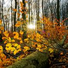 Herbstlicher Waldboden