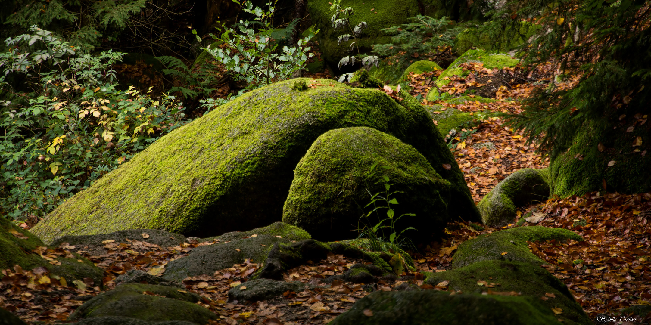 Herbstlicher Waldboden