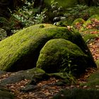 Herbstlicher Waldboden