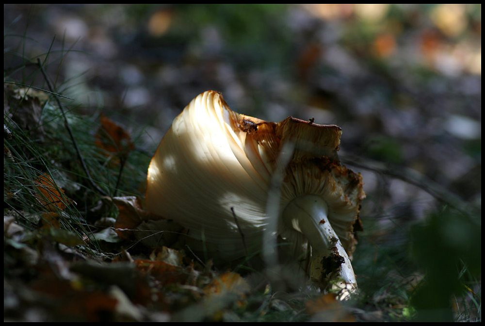 herbstlicher Waldboden