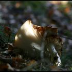 herbstlicher Waldboden