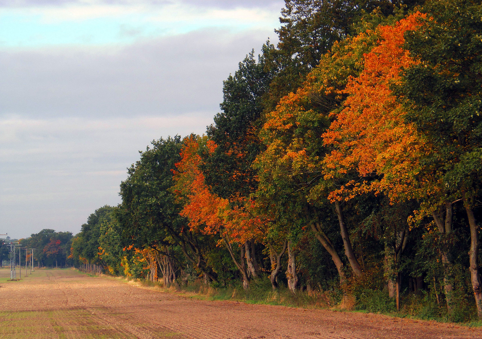 herbstlicher Waldrand ...